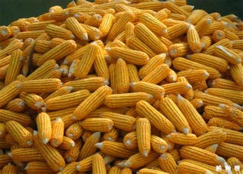 外媒：中国首个转基因玉米种子产品将卖给美国|转基因玉米_新浪新闻