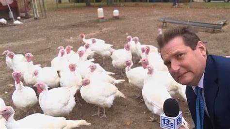 Here's how weather affects turkey gobbles | 13newsnow.com