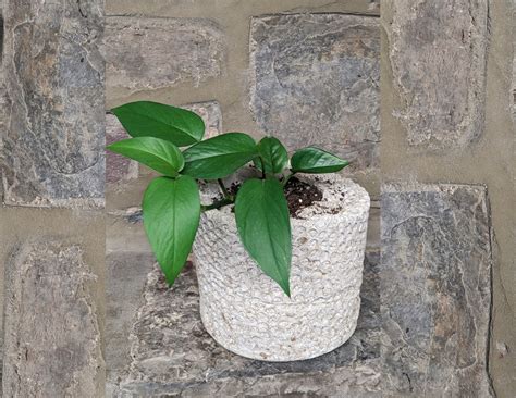 Community Programs — Perkiomen Watershed Conservancy