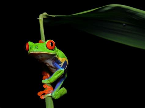 Tree Frog Desktop 的图像结果