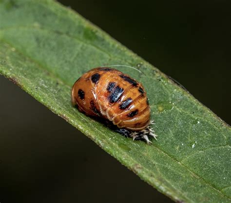 First time seeing a ladybug pupae. Baltimore County MD : r/Entomology