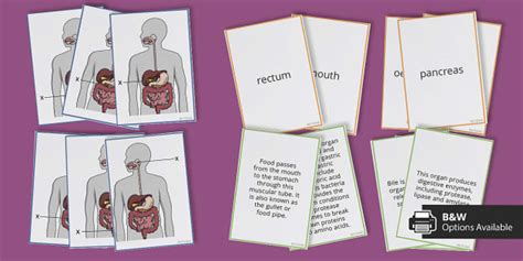 Digestive System Find a Friend Card Sort (teacher made)