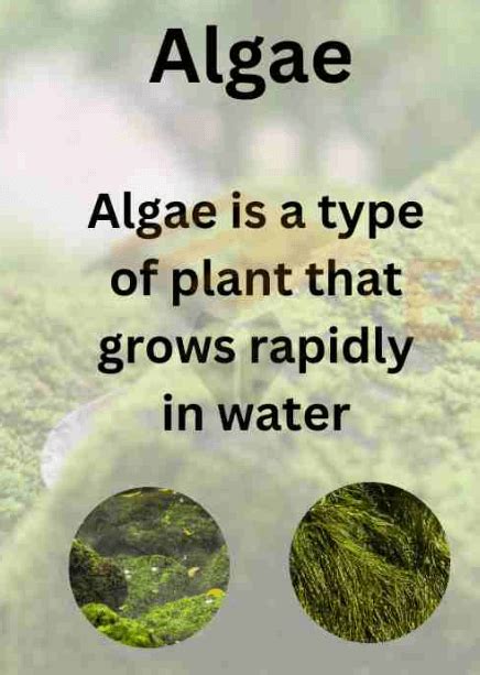 Algae and Bryophytes - Definition, Differences, and Similarities