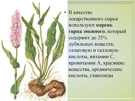 Вяжущие лекарственные растения