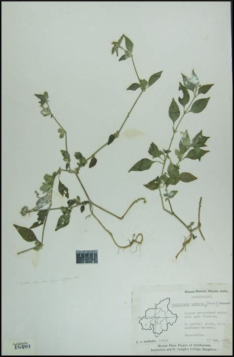 Herbarium JCB