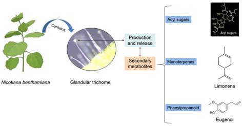 Insecticidal Activity of Nicotiana benthamiana Trichome Exudates on the ...