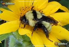 bienen niedrigere klassifizierungen golden northern bumble bee bienen niedrigere klassifizierungen golden northern bumble bee