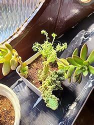 HILLMART Plastic Pot With Succulent Arrangement Plants, 15 cm, 5 ...