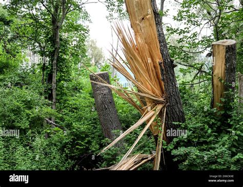 Tree Exploding From Cold 的图像结果