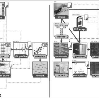 Image result for Mouse Genetics