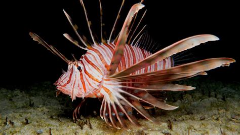 What Do Lionfish Eat