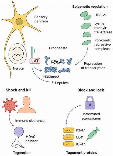 Topical and Systemic Therapeutic Approaches in the Treatment of Oral ...
