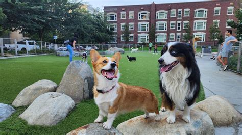 The Ultimate Guide to Dog-Friendly South Lake Union: Seattle's Tech Hub ...