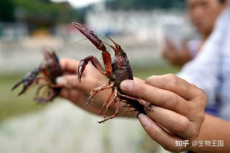 在我国这么受欢迎的小龙虾 为啥在日本要禁止销售？_探秘志