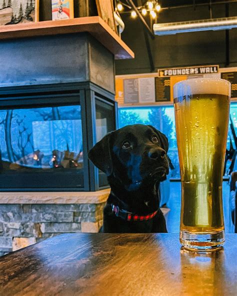 3 Bears Cream Ale - Nine Mile Brewing