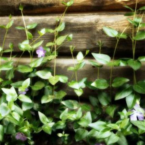 Vanjsko cvijeće za vrt – Cvijeće & priroda