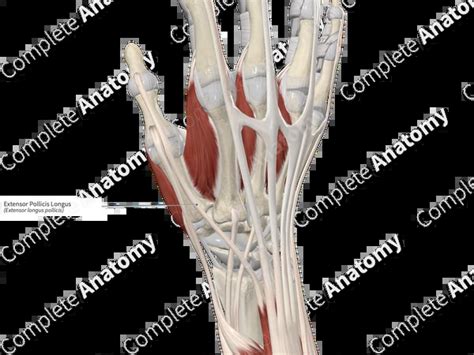 Extensor Pollicis Longus 的图像结果