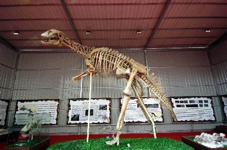 古生物学家在中国发现了真正的迅猛龙_仿真恐龙_仿真恐龙制作公司_仿真恐龙厂家_自贡大洋艺术有限责任公司