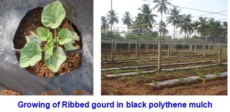 ORGANIC FARMING :: Frequently Asked Questions