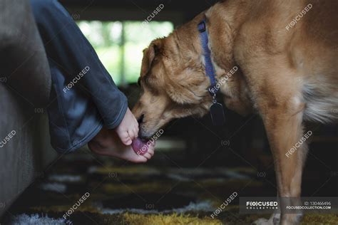Dog licking feet of little boy — brown, youthful - Stock Photo | #130466496