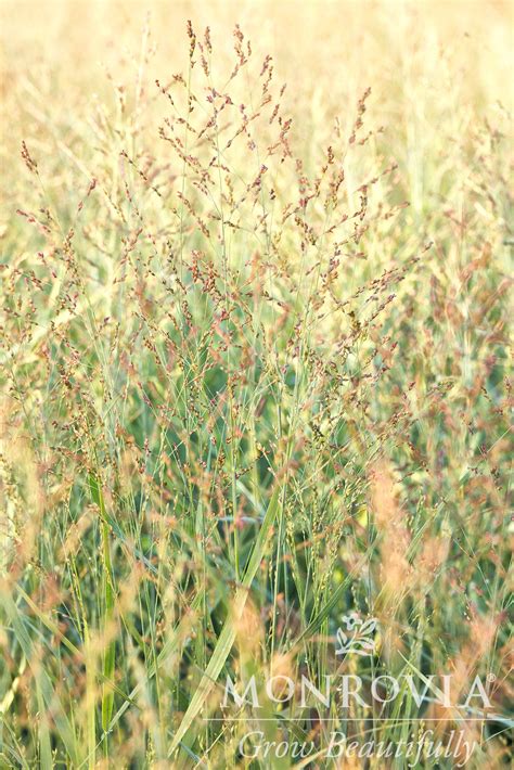 Switch Grass, Prairie Dog - TheTreeFarm.com