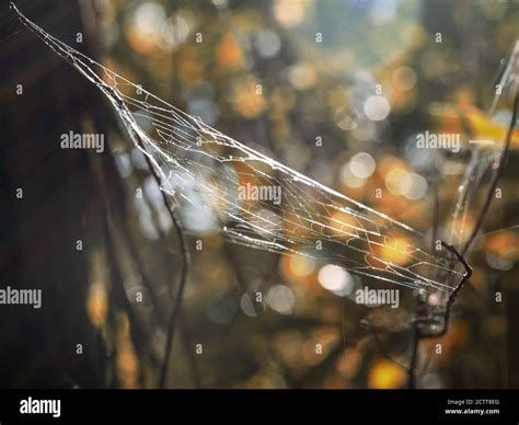 what a tangled web we weave Stock Photo - Alamy