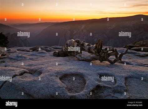 Image result for What Is a Sentinel Tree