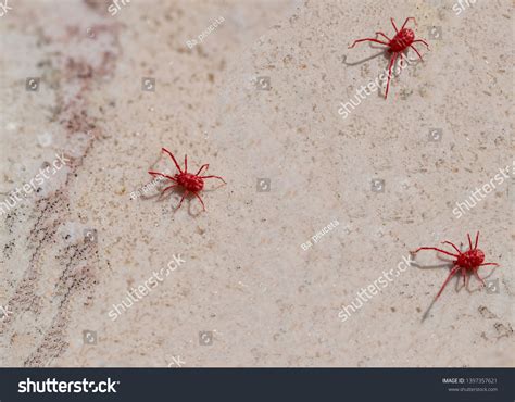 Small Red Spider