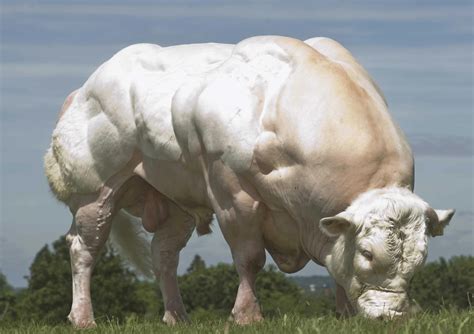 This Belgian blue cow : r/AbsoluteUnits