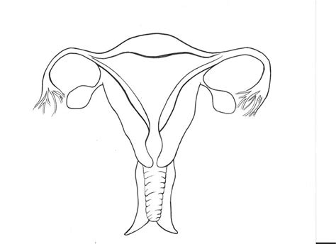 Image result for How to Draw a Female Reproductive System