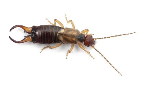 Do Earwigs Damage Homes?