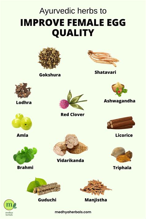 How to Improve Egg Quality: A Guide to Nourish Your Ovaries