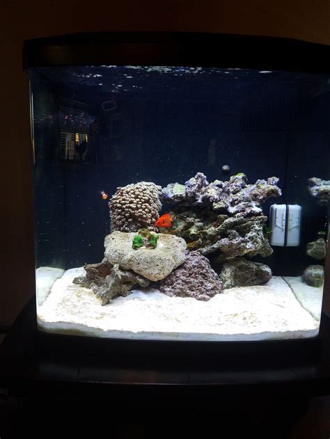 Image result for Biocube Maintenance Tips