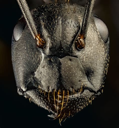 Melhores da semana. As formigas de Josh Coogler | PortfolioLovers