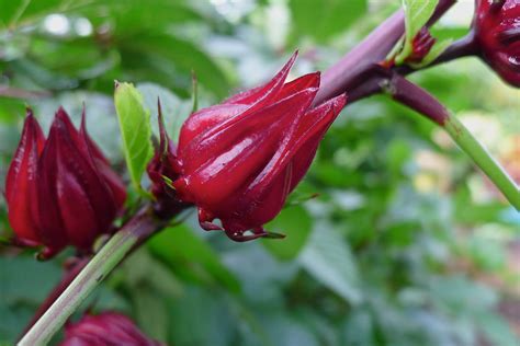 Roselle Hibiscus Plant
