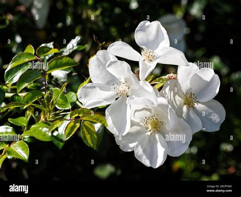 Primary nature hi-res stock photography and images - Alamy
