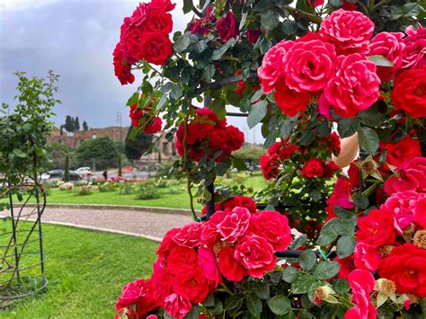 Beautiful Rose Gardens Of The World at Beulah Insley blog
