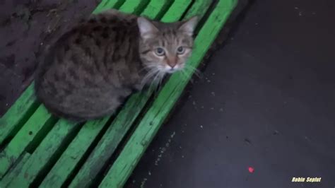 JS API Do Random Cat Image Search 的图像结果