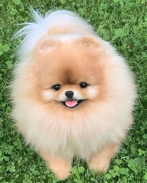 14 pomeranian pictures to brighten your day – Artofit