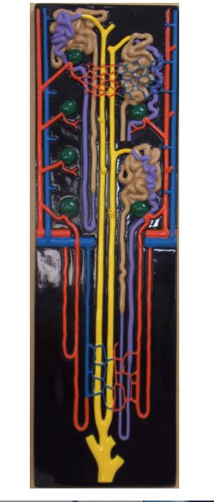 Image result for Nephron Model Project Images Using Clay