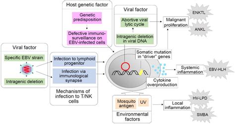 Chronic Active Epstein–Barr Virus Infection: Is It Immunodeficiency, Malignancy, or Both?