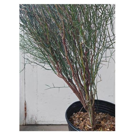Acacia spinescens（Spiny Wattle） | Seeding