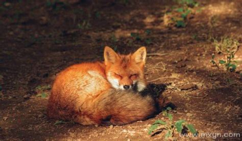 梦见狐狸是什么意思 梦见狐狸代表什么预兆 - 万年历
