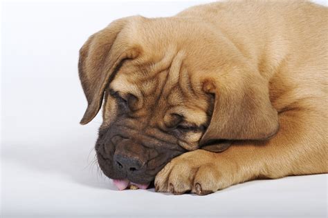 mammal, canine, animal head, brown, eyes closed, domestic animals ...