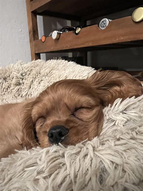 Dogs are funny!! : r/aww