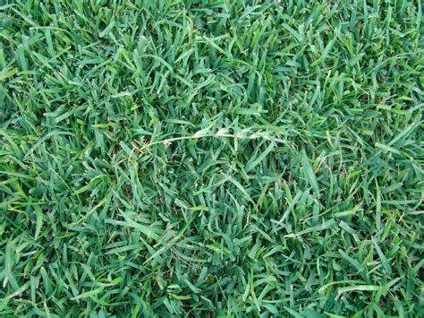 Best Time To Plant Centipede Grass In Florida: Ultimate Guide