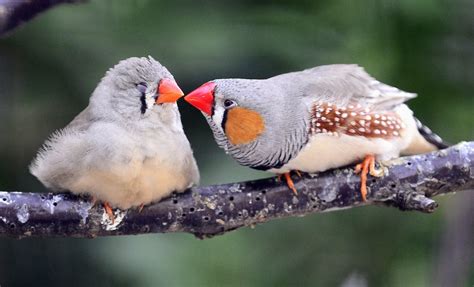 Male Zebra Finches How To Breed Zebra Finches – Aviary Birds And Co