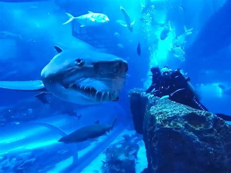 Close Encounter With Giant Shark Caught On Cam