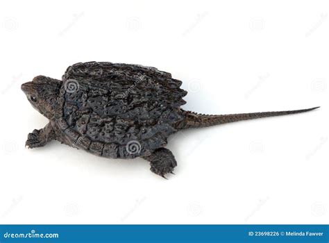 Snapping Turtle 的图像结果