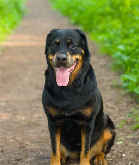 Black And Brown Dogs Breeds